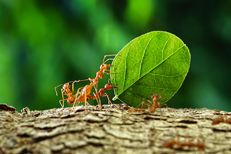 Extermination de fourmis