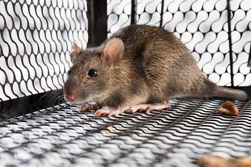 Pièges à cage contre rat souris mulot surmulot