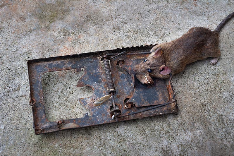 Pièges à ressort contre rat souris mulot surmulot